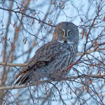 לילית אפורה בחורף הקנדי, צילום שלמה ולדמן