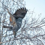 לילית אפורה פורשת כנפיים, צילום שלמה ולדמן