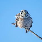 לא רק בני האדם מתכסים היטב מפני הקור... צילום שלמה ולדמן