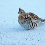 שכווי חד זנב, צילום שלמה ולדמן