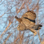לילית במעוף, צילום שלמה ולדמן