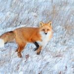 שועל בשלג, צילום שלמה ולדמן