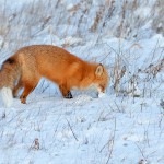 שועל חופר בשלג בחיפוש אחרי מזון, צילום שלמה ולדמן