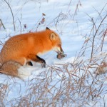 ארוחה בשלג, שועל וטרפו, צילום שלמה ולדמן