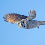 כוס עיטי על רקע שמיים כחולים, צילום שלמה ולדמן